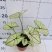 彩叶芋网红绿植彩叶盆栽室内室外居家办公必备绿植盆栽供应
