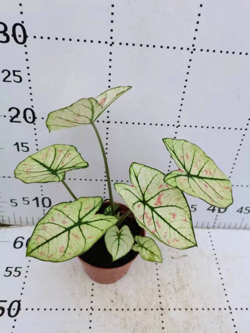 彩叶芋网红绿植彩叶盆栽室内室外居家办公必备绿植盆栽供应