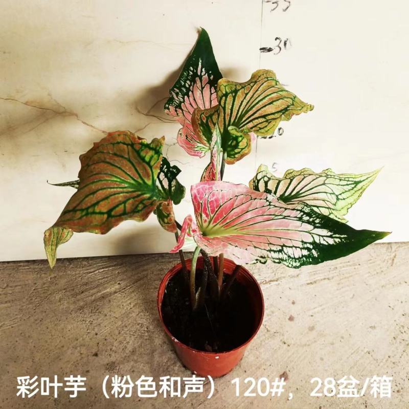 彩叶芋网红绿植彩叶盆栽室内室外居家办公必备绿植盆栽供应