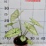 彩叶芋网红绿植彩叶盆栽室内室外居家办公必备绿植盆栽供应