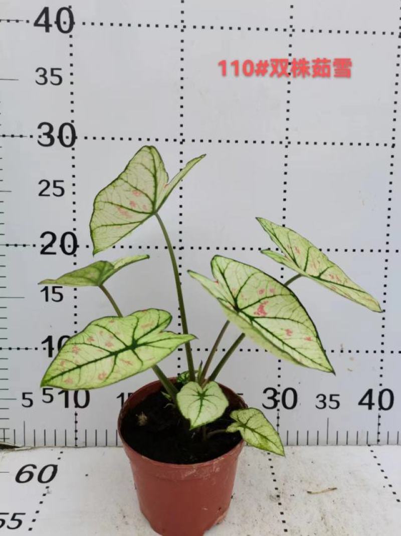 彩叶芋网红绿植彩叶盆栽室内室外居家办公必备绿植盆栽供应