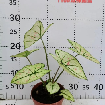 彩叶芋网红绿植彩叶盆栽室内室外居家办公必备绿植盆栽供应