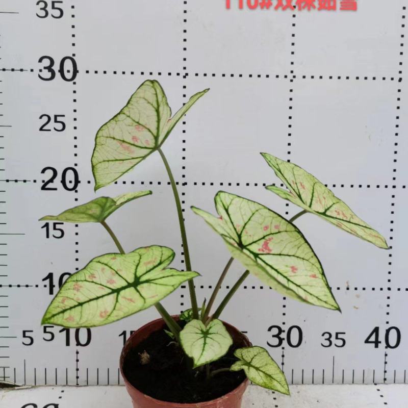 彩叶芋网红绿植彩叶盆栽室内室外居家办公必备绿植盆栽供应