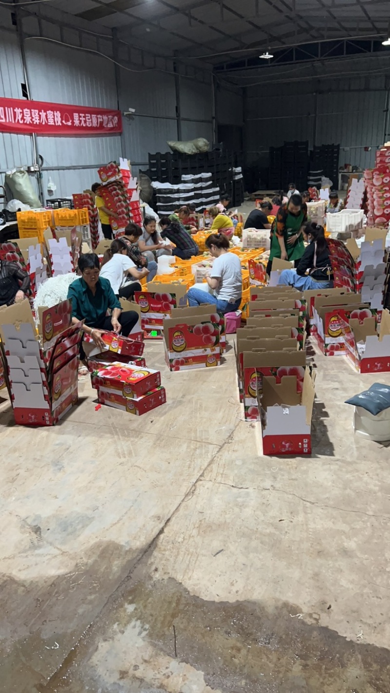 水果水蜜桃四川成都龙泉水蜜桃基地直发一件代发落地配供应链