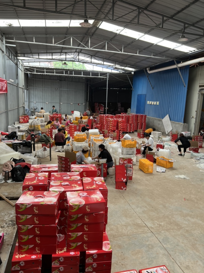 水果水蜜桃四川成都龙泉水蜜桃基地直发一件代发落地配供应链