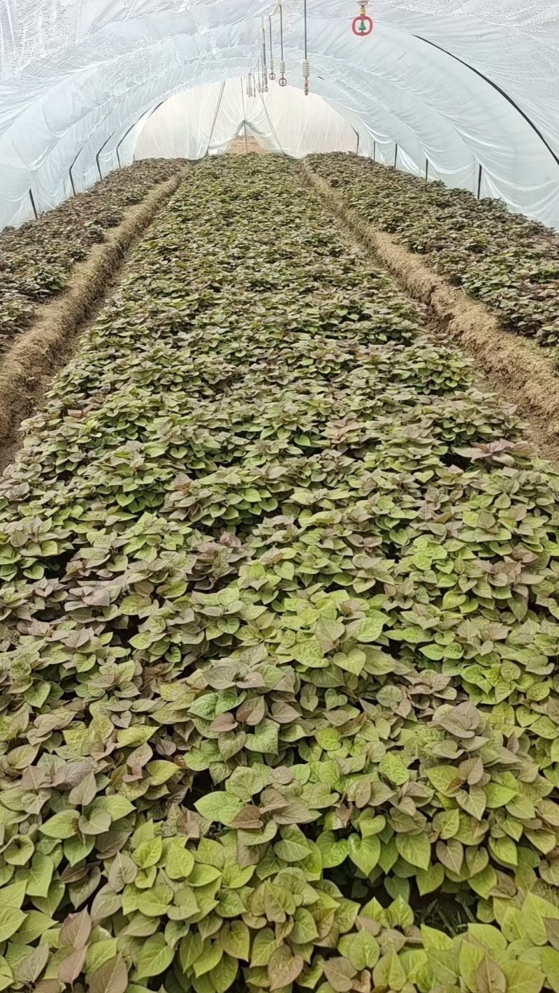 各种红薯苗
