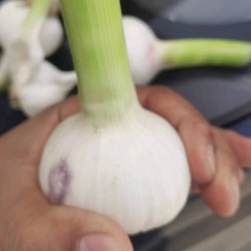 淮阳扒皮大蒜陆续加工上市中，