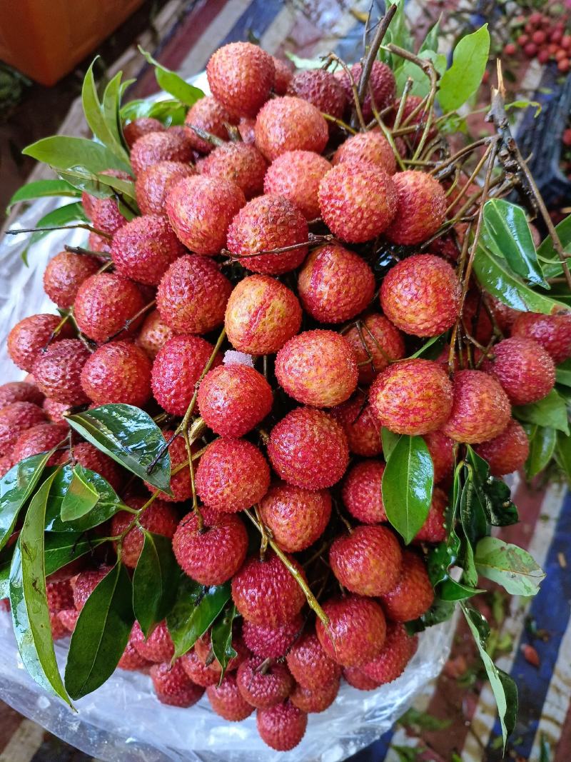 高州荔枝代办