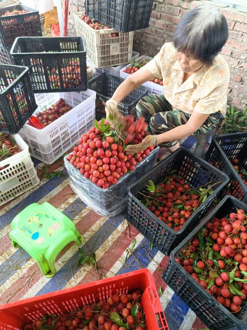 高州荔枝代办