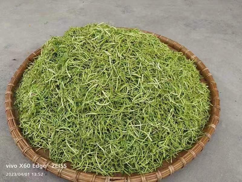 金银花