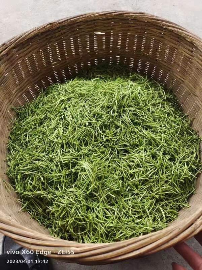 金银花