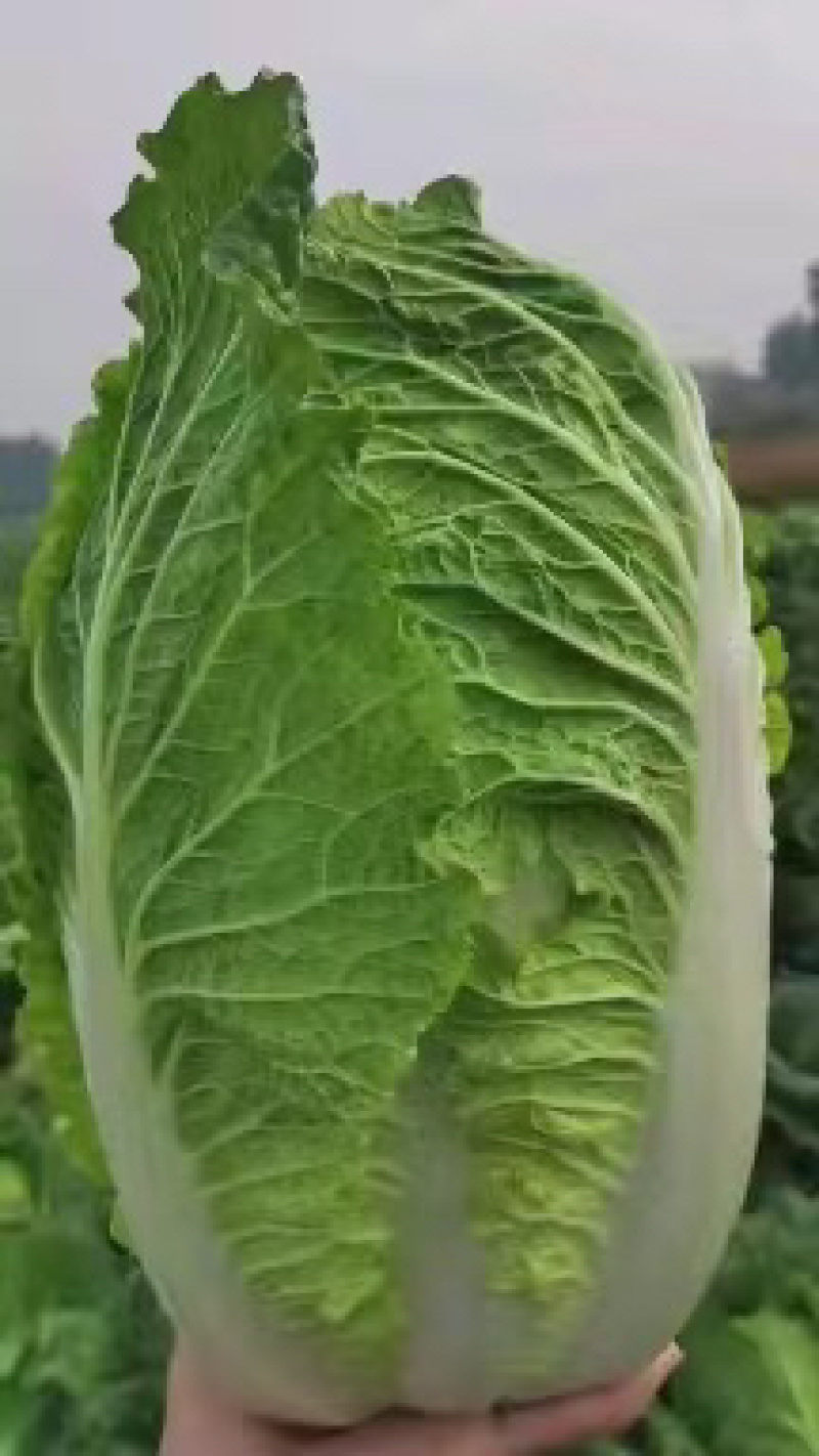 白菜湖北省黄心大白菜大量上市全国发货质量保障