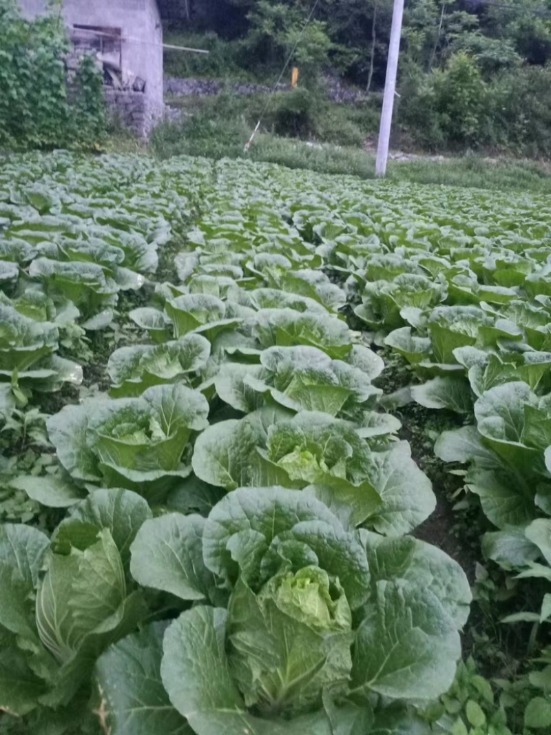 白菜湖北省黄心大白菜大量上市全国发货质量保障