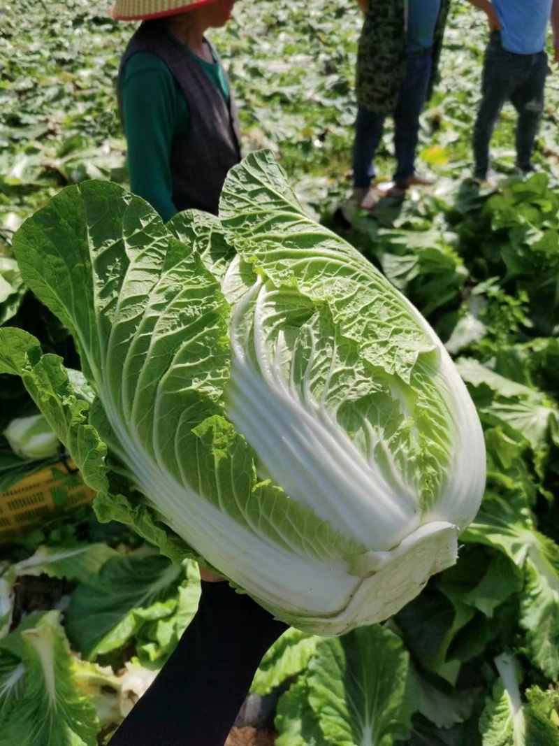 白菜湖北省黄心大白菜大量上市全国发货质量保障