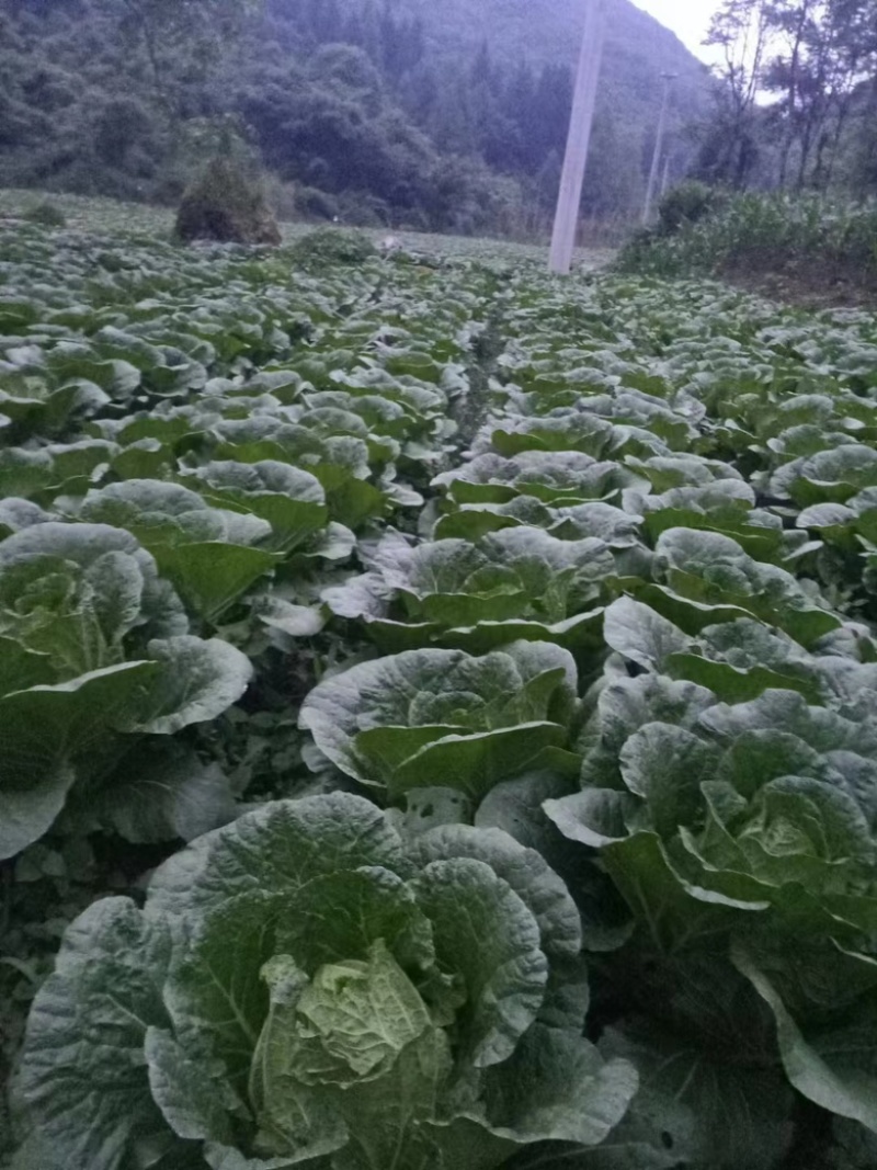 白菜湖北省黄心大白菜大量上市全国发货质量保障