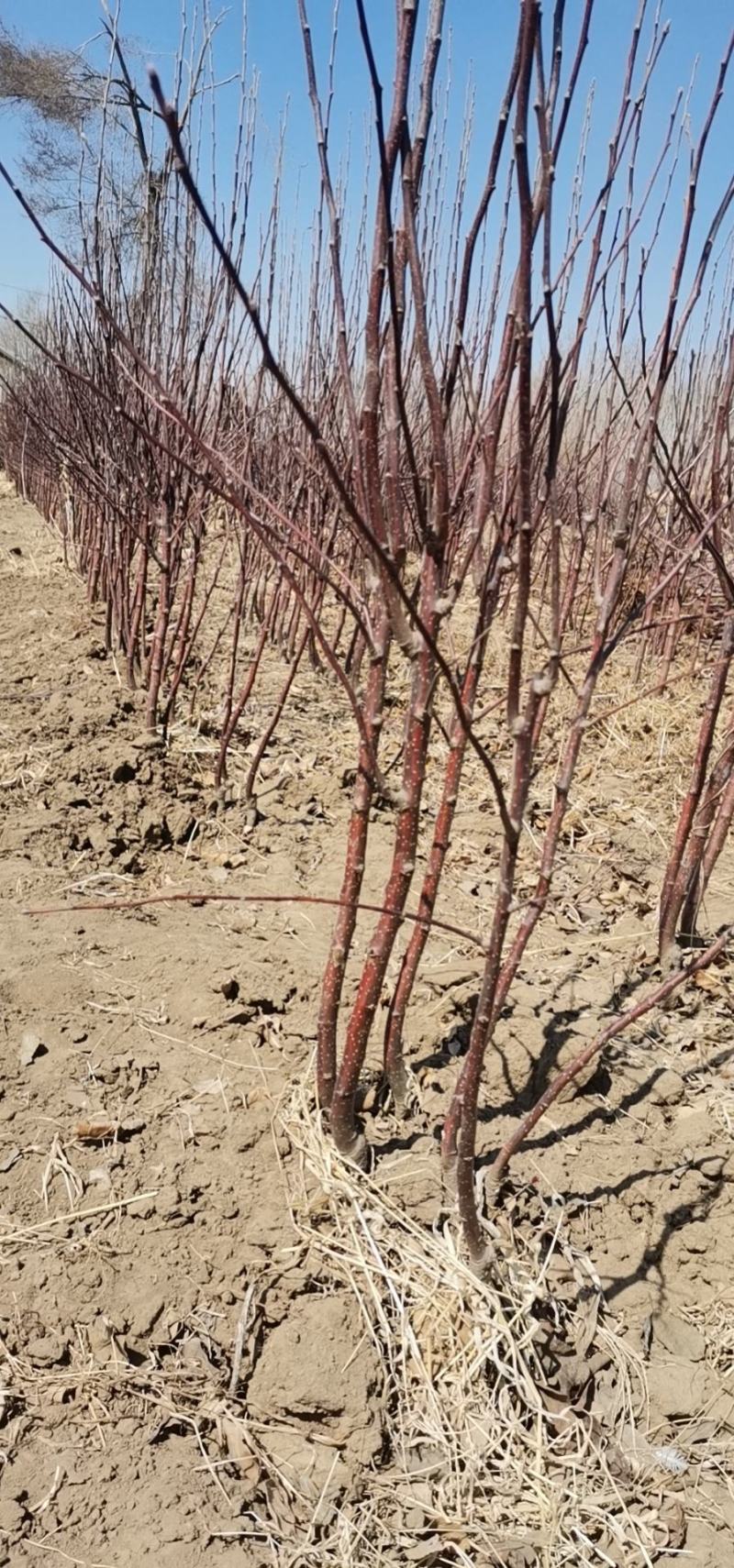 吉林省四平市梨树县挚友苗木基地直销龙丰苹果苗