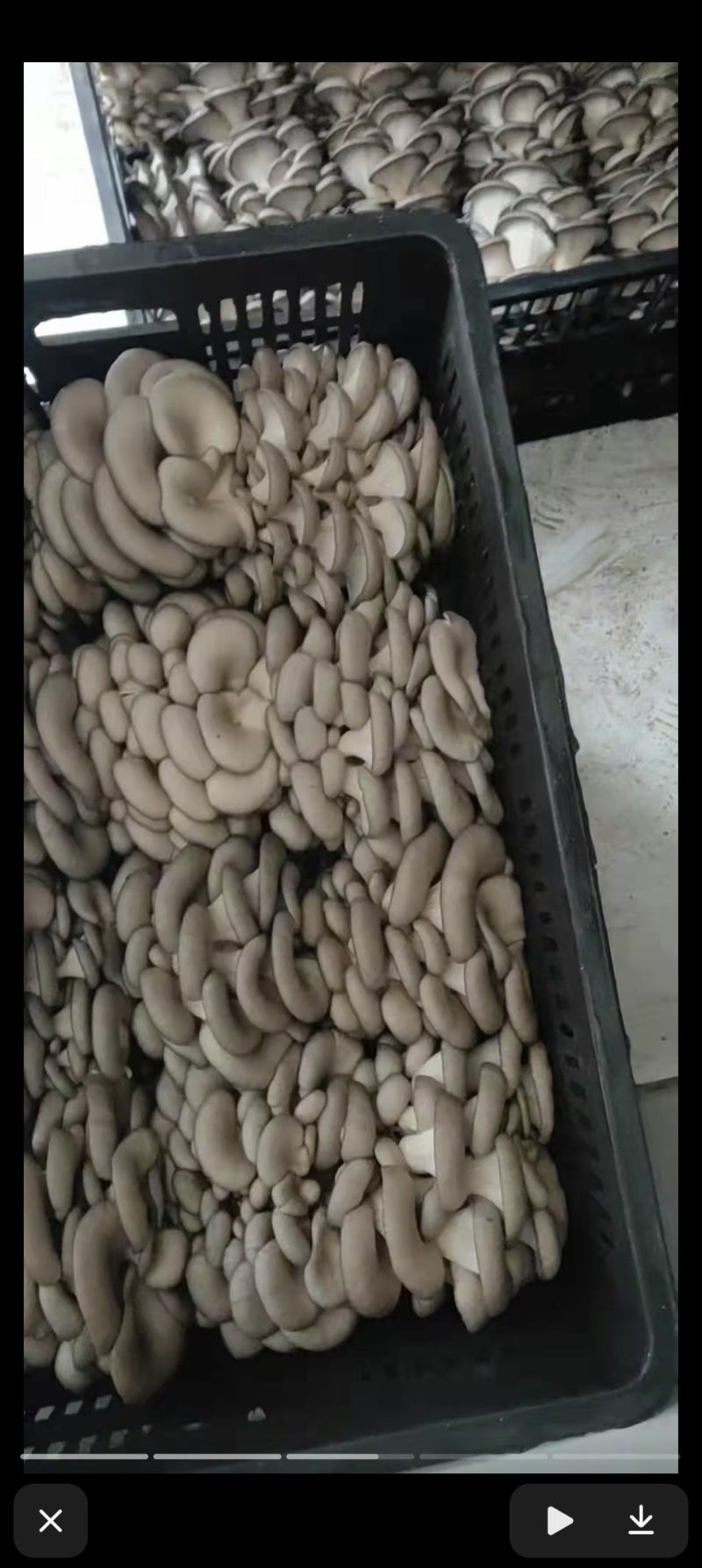 新鲜平菇