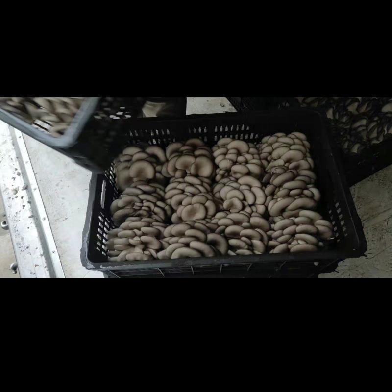 新鲜平菇