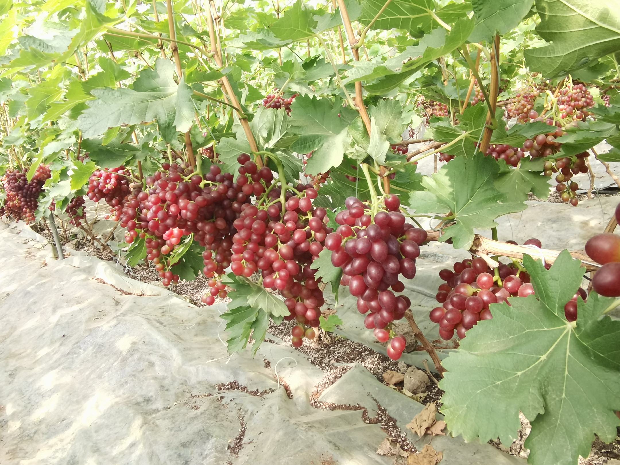 齐齐哈尔葡萄园秋季采摘景象 齐齐哈尔葡萄园风光