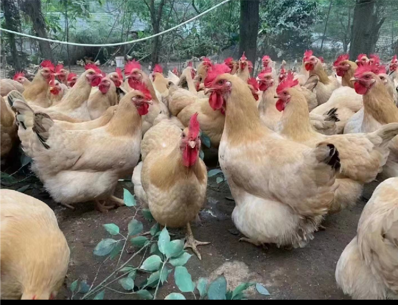 常年大量出售三黄鸡苗大三黄苗出壳苗包做好疫苗