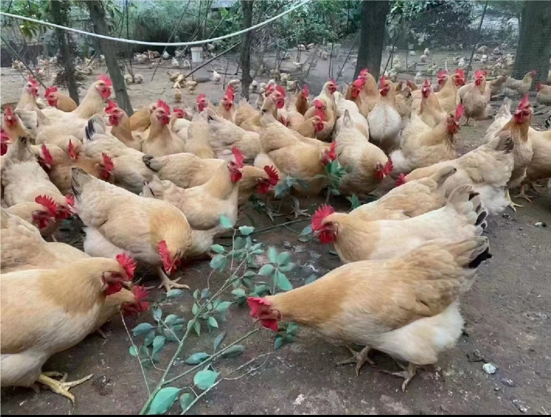 常年大量出售三黄鸡苗大三黄苗出壳苗包做好疫苗
