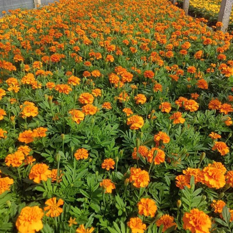 孔雀草