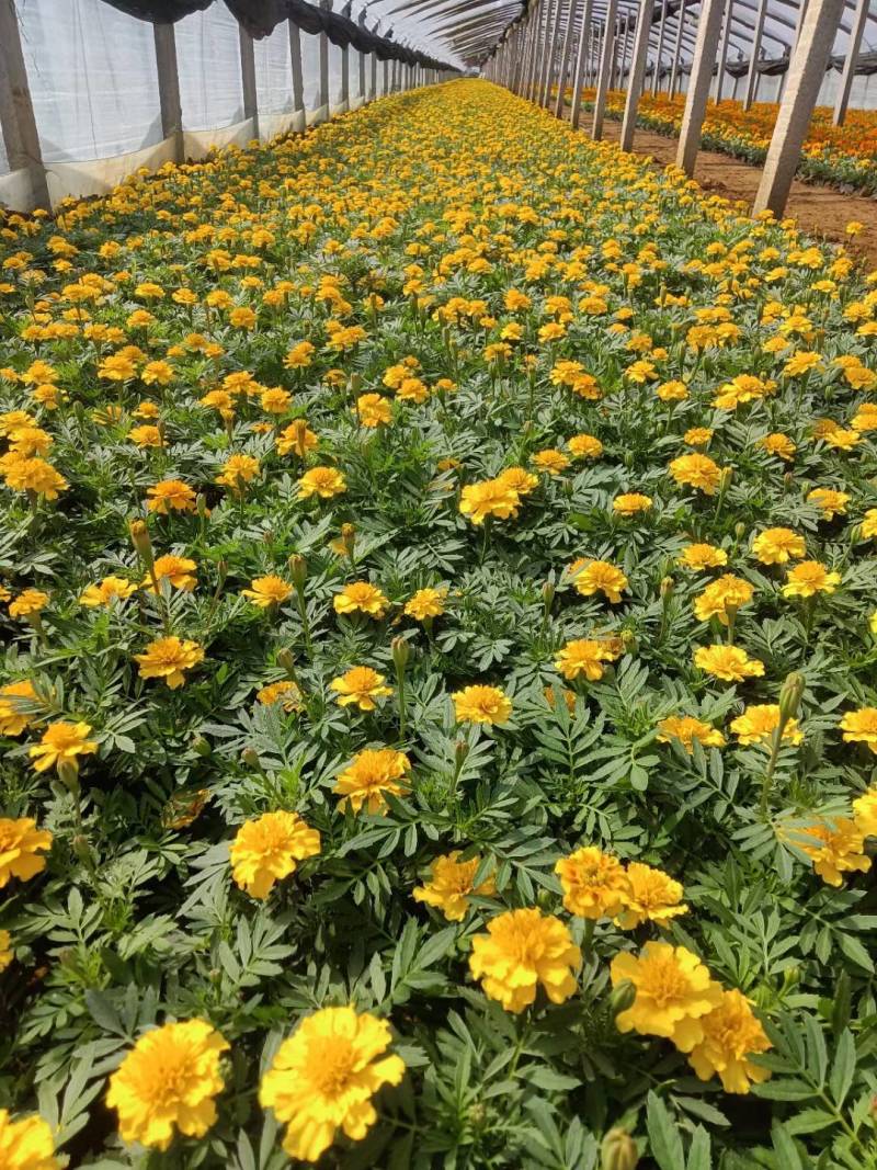 孔雀草