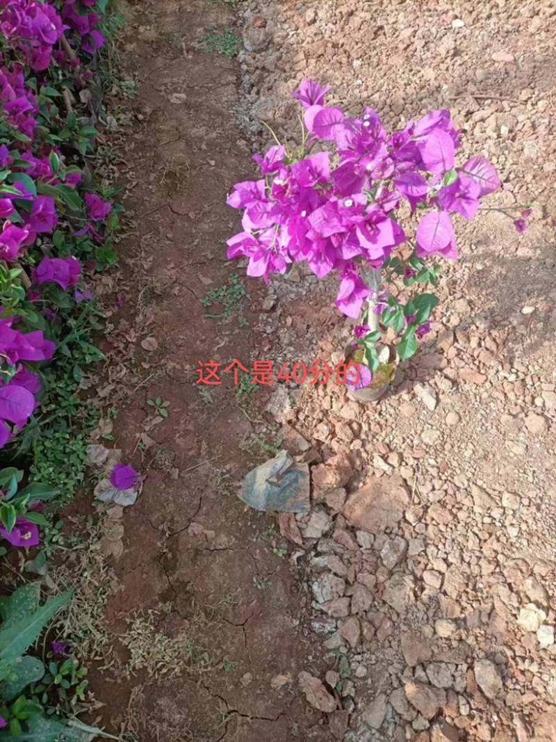 云南产地特色三角梅大量基地供货保质保量存活率高无死苗