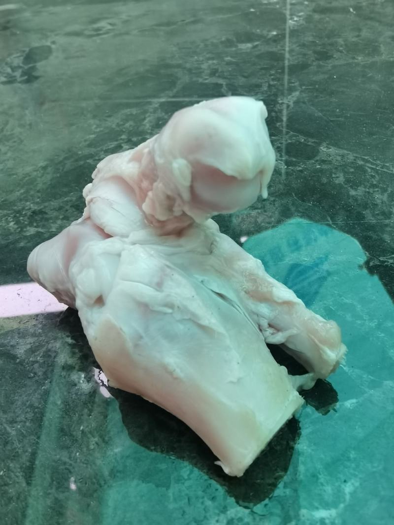 猪骨