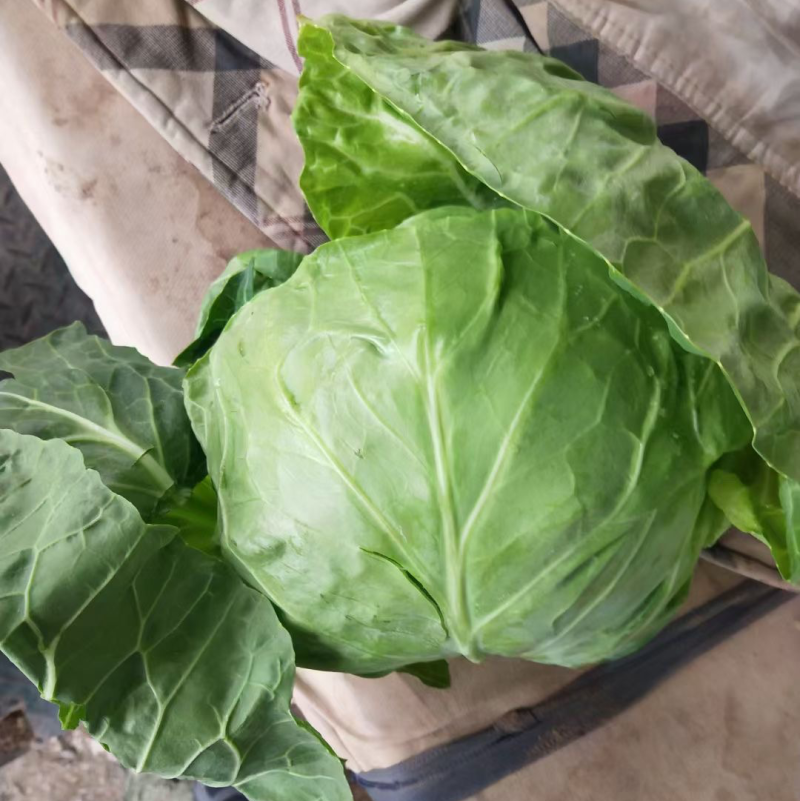 精品甘蓝