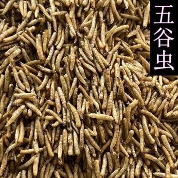 老店产品五谷虫无骨虫宠物粮食优质中药材实体店经营