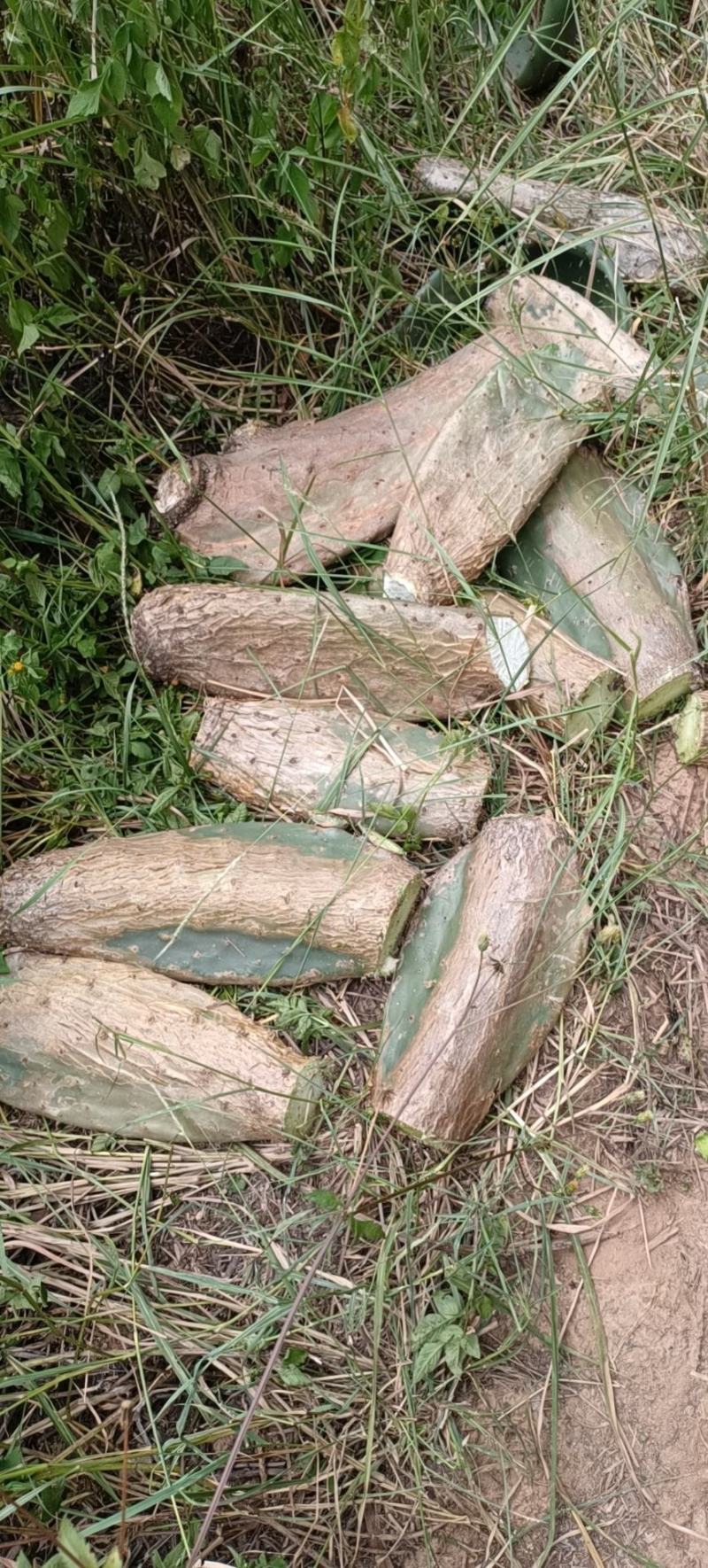 云南仙人掌米邦塔，梨果，食用，药用，造景，养殖，种植