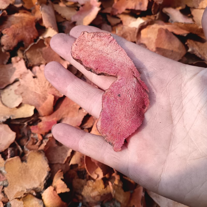 红肉土茯苓