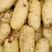 山东荷兰十五土豆/无青头/无虫眼/保质保量，可以视频看货