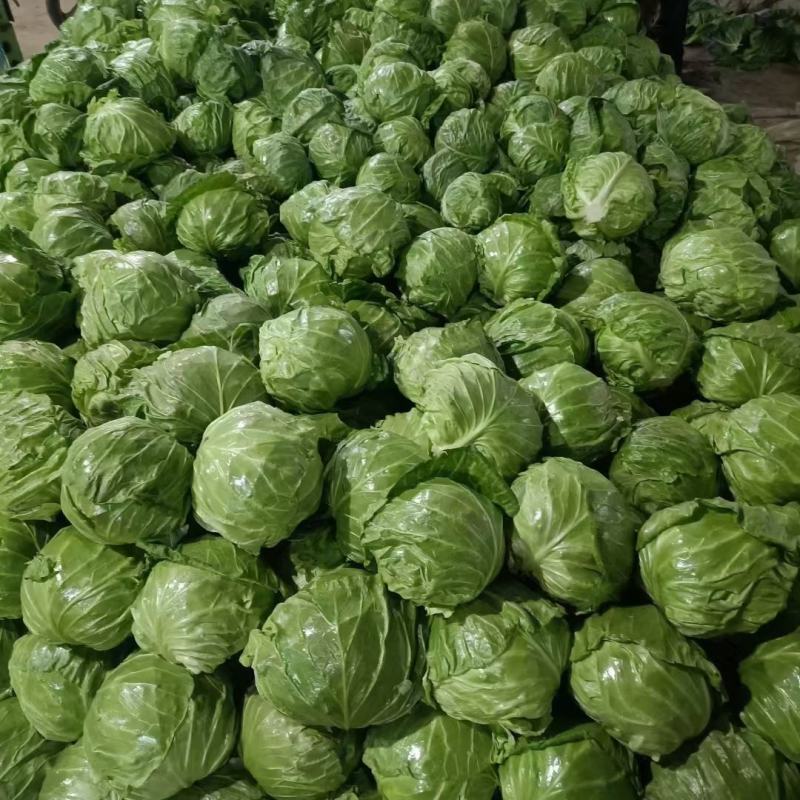 精品甘蓝，绿甘蓝（萱甘蓝）系列~大棚甘蓝~产地代办