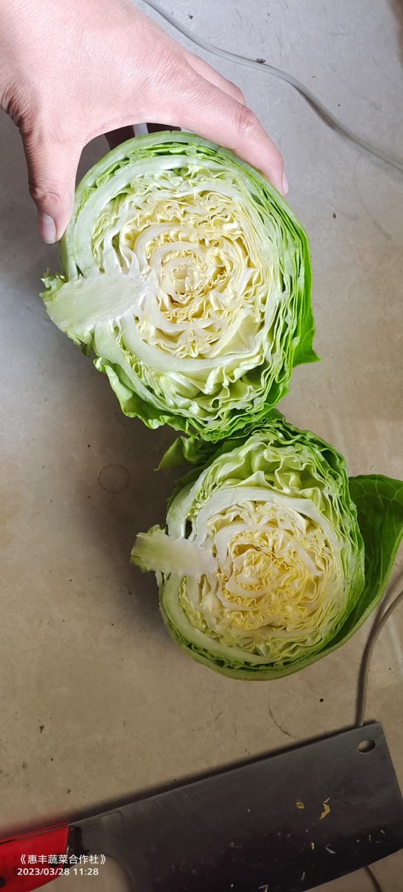 精品甘蓝，绿甘蓝（萱甘蓝）系列~大棚甘蓝~产地代办