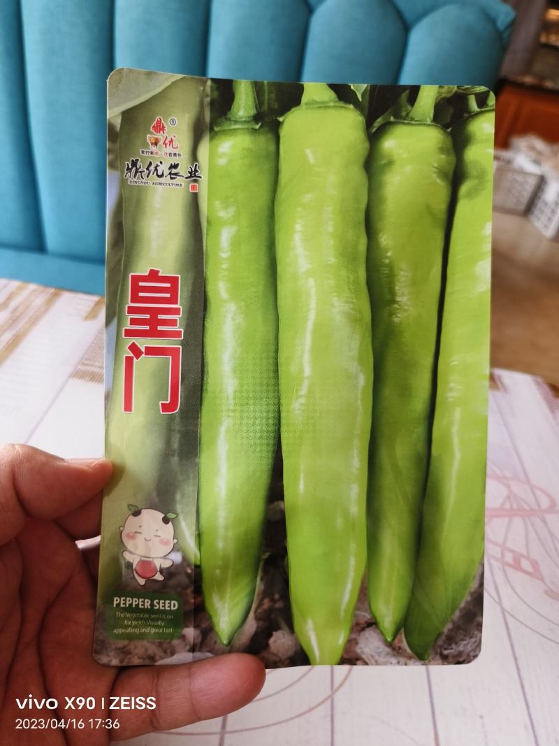 皇门羊角形黄绿皮辣椒种子连续坐果强抗病品质口感好