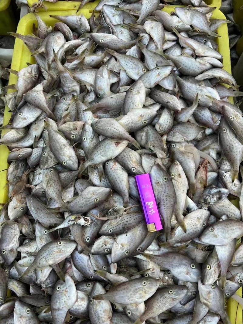 精品马面鱼水产基地直发品质货源欢迎客商下单
