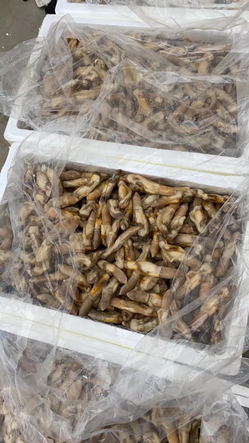 新鲜蛏王肉鲜活冷冻竹节蛏子现剥海捕蛏子肉贝类海鲜水产批发