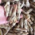 新鲜蛏王肉鲜活冷冻竹节蛏子现剥海捕蛏子肉贝类海鲜水产批发
