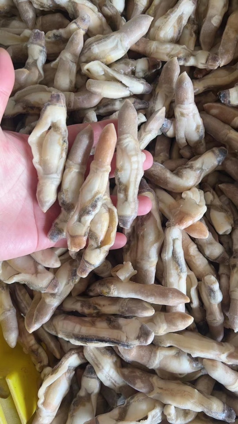 新鲜蛏王肉鲜活冷冻竹节蛏子现剥海捕蛏子肉贝类海鲜水产批发