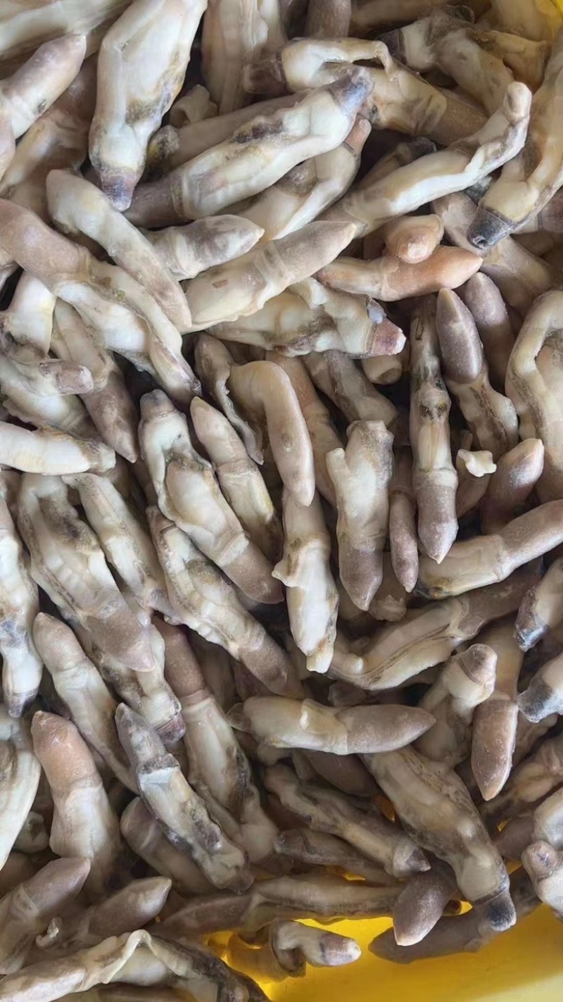 新鲜蛏王肉鲜活冷冻竹节蛏子现剥海捕蛏子肉贝类海鲜水产批发