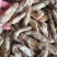 新鲜蛏王肉鲜活冷冻竹节蛏子现剥海捕蛏子肉贝类海鲜水产批发
