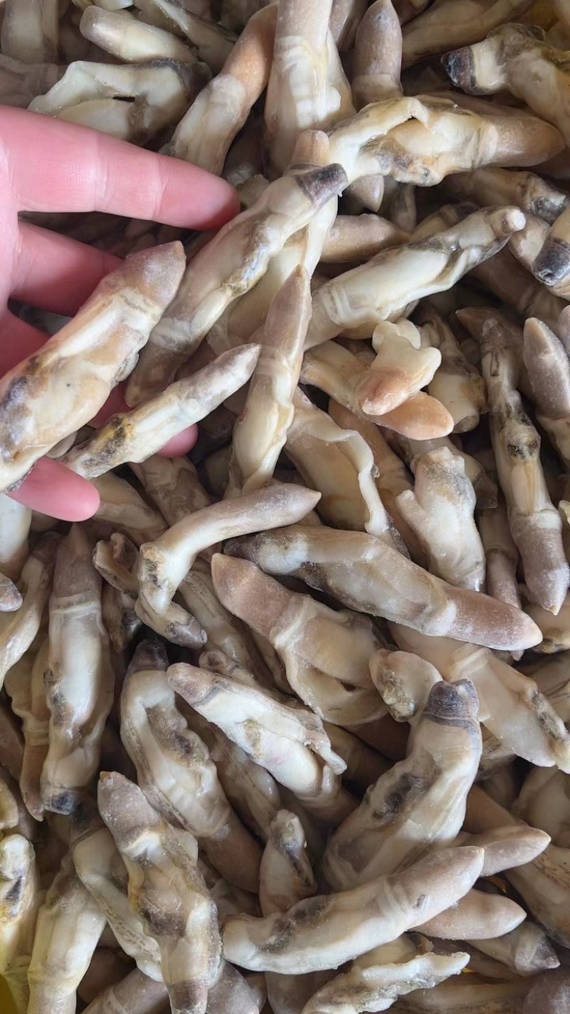 新鲜蛏王肉鲜活冷冻竹节蛏子现剥海捕蛏子肉贝类海鲜水产批发