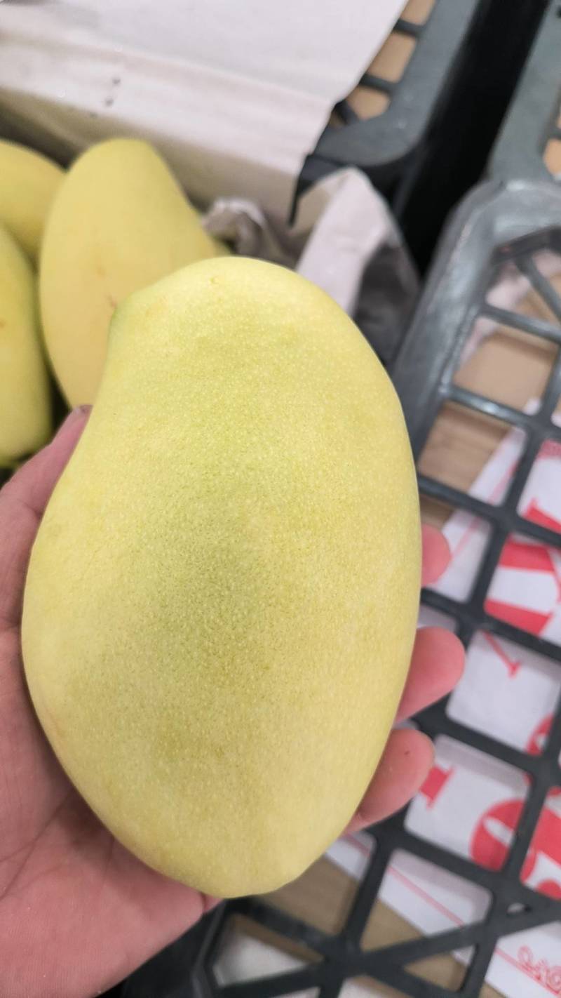 芒果，大青芒，贵妃芒，