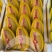 芒果，大青芒，贵妃芒，