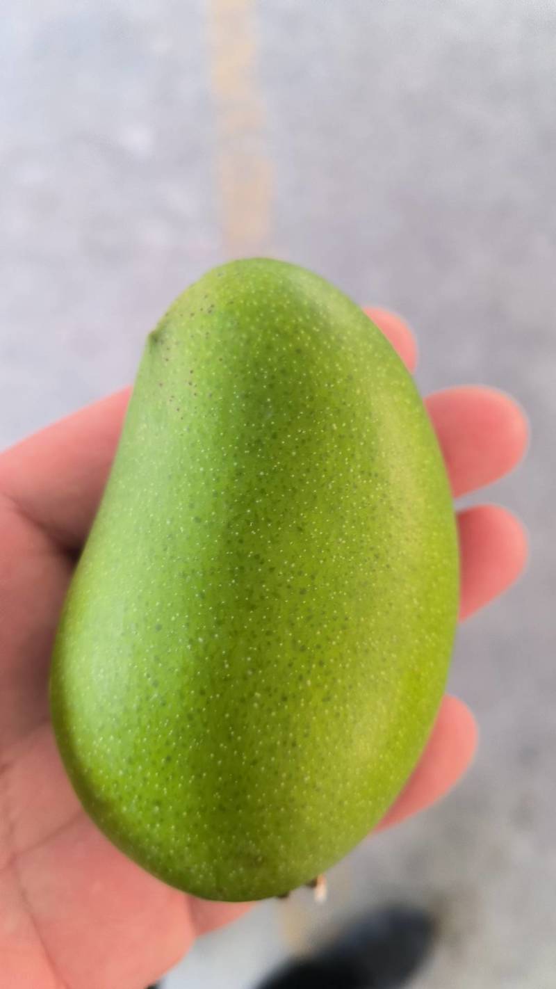 芒果，大青芒，贵妃芒，