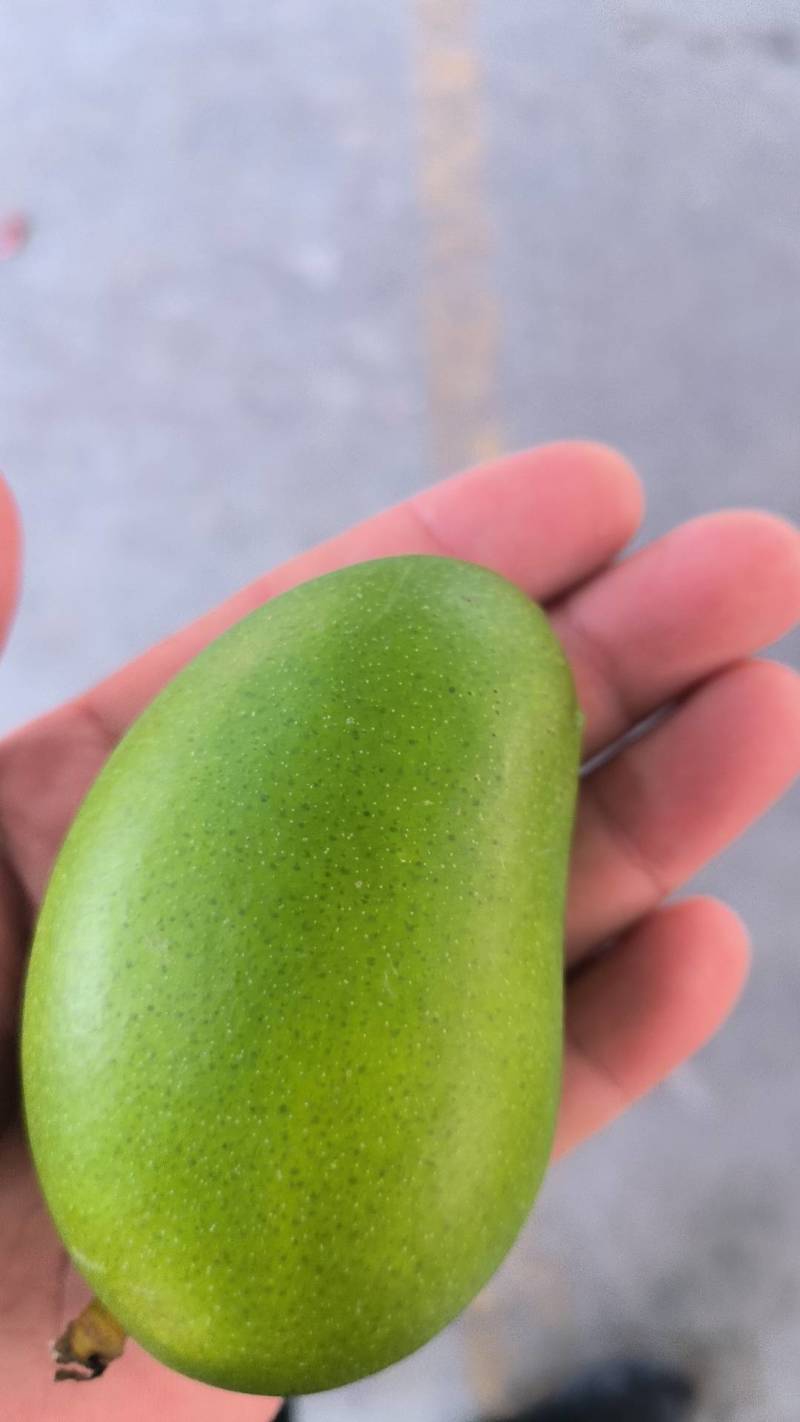 芒果，大青芒，贵妃芒，