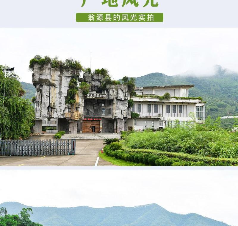 翁源三华李