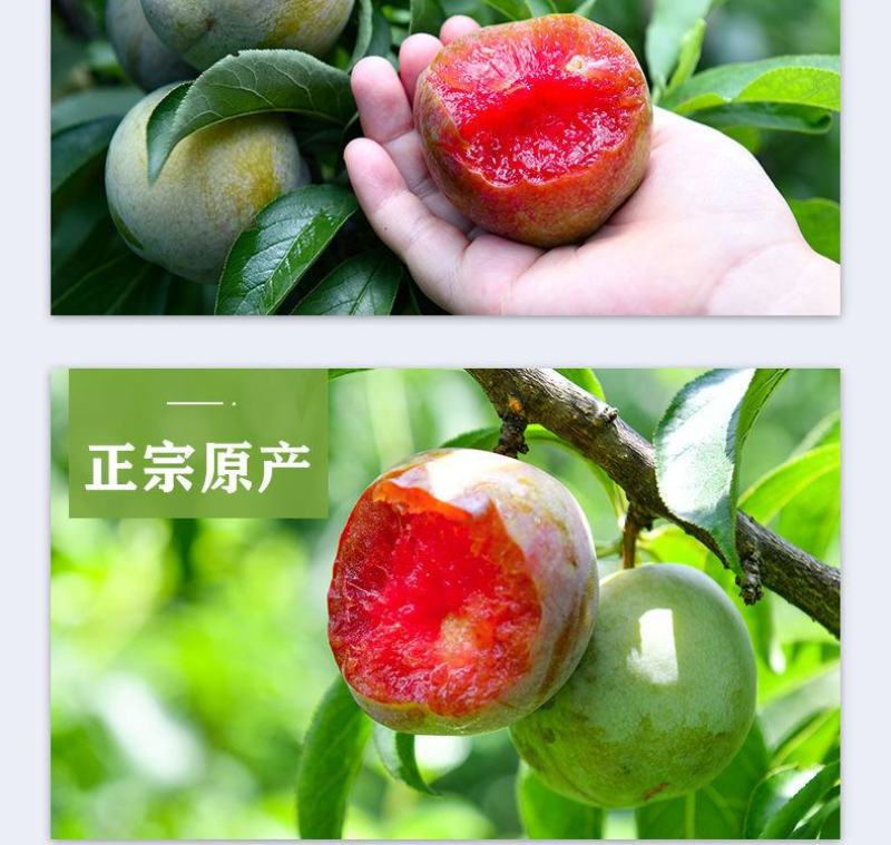 翁源三华李